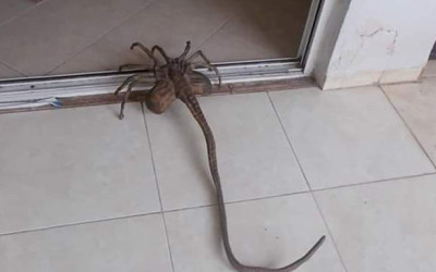 هذه صور لعبة "Facehugger" وليس عنكبوت حقيقي