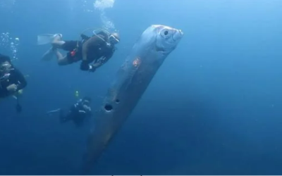 ุธููุฑ ุณููุฉ ุงููุฌุฏุงู ูุง ูุนูู ูุฑุจ ุญุฏูุซ ููุงุฑุซ ุทุจูุนูุฉ