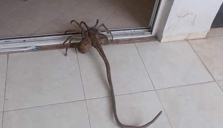 هذه صور لعبة "Facehugger" وليس عنكبوت حقيقي